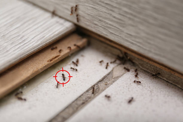 Best Real Estate Pest Inspections  in Pleasure Point, CA